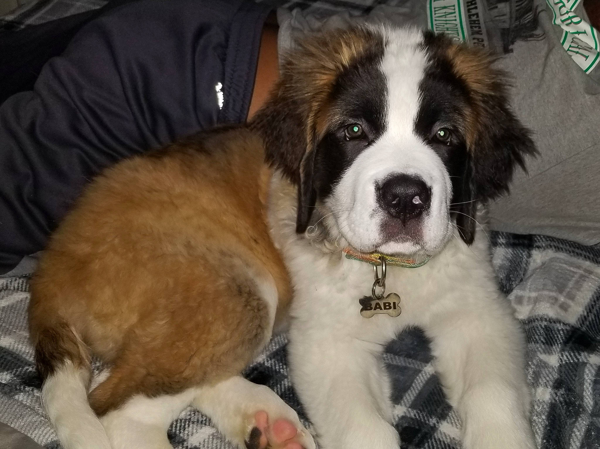 Babi is registered to the contest to win money with this photo: carnivore, companion_dog, couch, dog, dog_breed, fawn, fur, moscow_watchdog, mucuchies, paw, plaid, pyrenean_mastiff, snout, sporting_group, st_bernard, tartan, vertebrate, whiskers, working_animal, working_dog