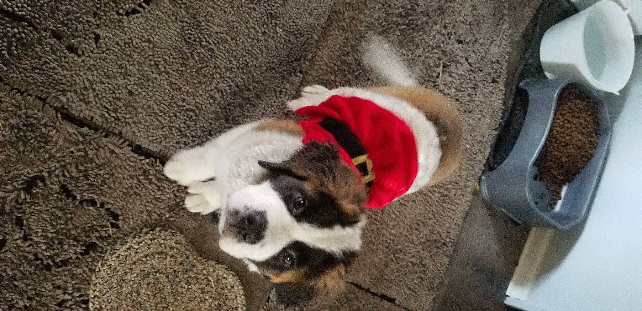 Babi joined the competition — help win amazing prizes! canidae, carnivore, collar, companion_dog, cutlery, dog, dog_breed, dog_clothes, dog_supply, fur, kitchen_utensil, paw, pet_supply, serveware, snout, spoon, sporting_group, tail, working_animal, working_dog