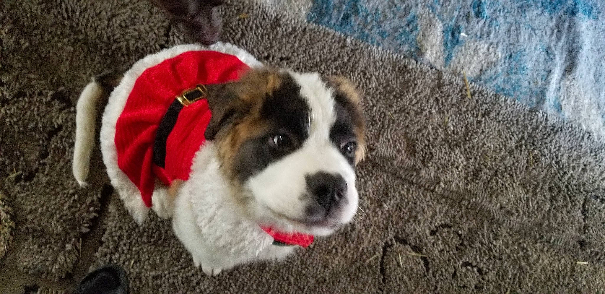 Babi is registered to the contest to win money with this photo: canidae, carnivore, collar, companion_dog, dog, dog_breed, dog_clothes, dog_collar, dog_supply, fur, pet_supply, puppy, snout, sporting_group, working_animal, working_dog