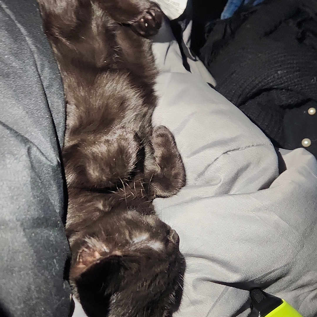 Kibby is registered to the contest to win money with this photo: animal, black_cat, blanket, closeup, comfort, cozy, domestic_cat, electronics, fur, gaming, gray_blanket, indoor, kitten, paw, pet, relaxation, resting, sleeping, soft_texture, xbox_controller