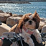 dog, small_dog, fluffy, shih_tzu, pet, bicycle, bike_basket, cycling, outdoor, seaside, coast, ocean, water, shoreline, rocks, landscape, blue_sky, sunlight, harness, pink_clothing