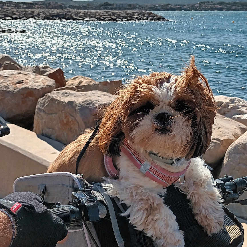 Rosalie participe au concours pour gagner de l'argent avec cette photo : dog, small_dog, fluffy, shih_tzu, pet, bicycle, bike_basket, cycling, outdoor, seaside, coast, ocean, water, shoreline, rocks, landscape, blue_sky, sunlight, harness, pink_clothing