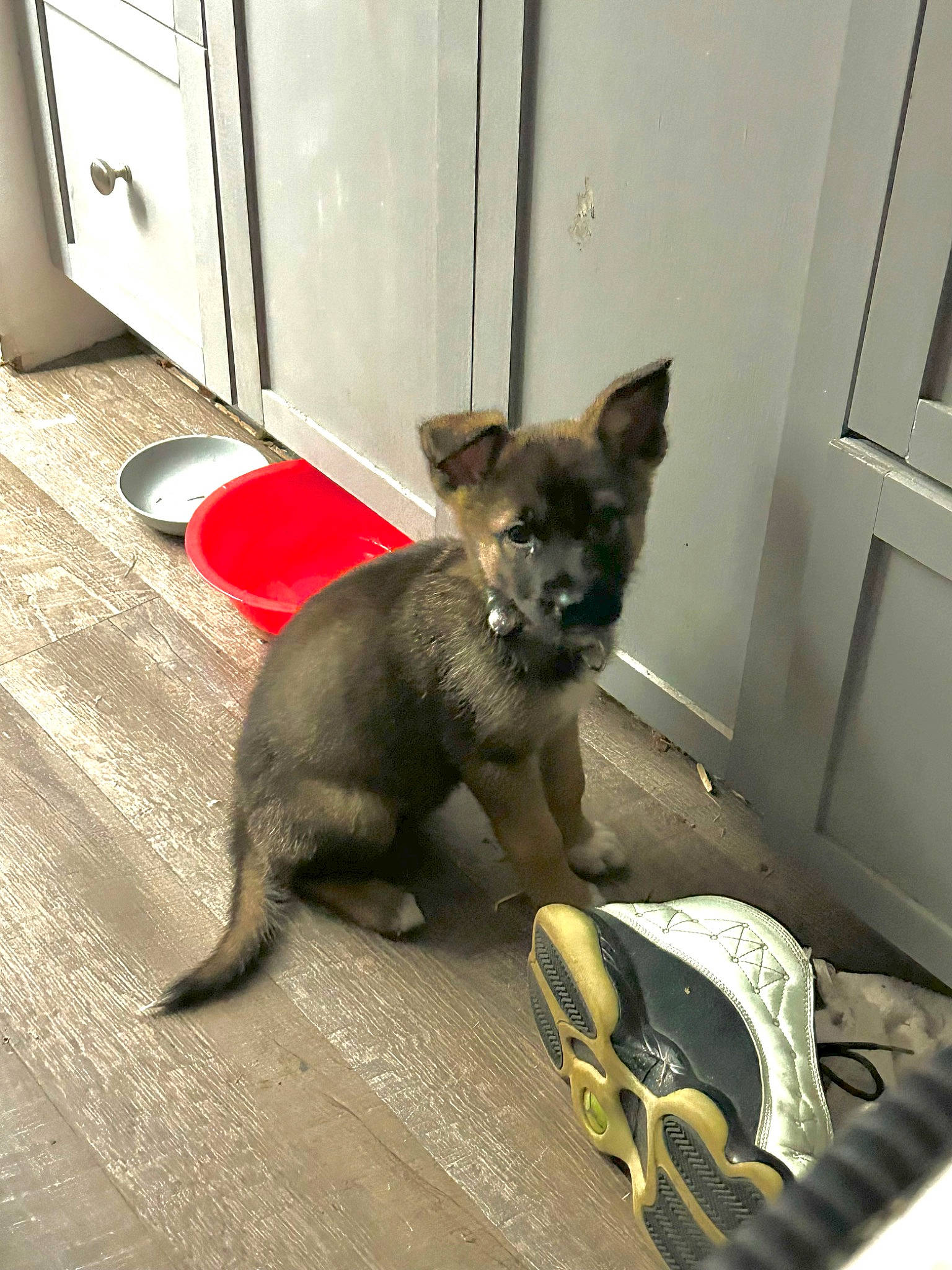 Khalúa joined the competition — help win amazing prizes! canidae, carnivore, claw, comfort, companion_dog, dog_breed, domestic_short_haired_cat, door, fawn, felidae, flooring, fur, gas, paw, small_to_medium_sized_cats, snout, sporting_group, tail, toy_dog, whiskers