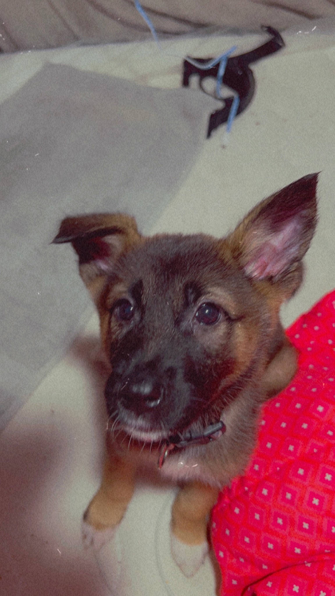 Khalúa joined the competition — help win amazing prizes! canidae, carnivore, companion_dog, dog, dog_breed, dog_supply, ear, fawn, fur, head, pet_supply, snout, sporting_group, terrestrial_animal, toy_dog, whiskers, working_animal