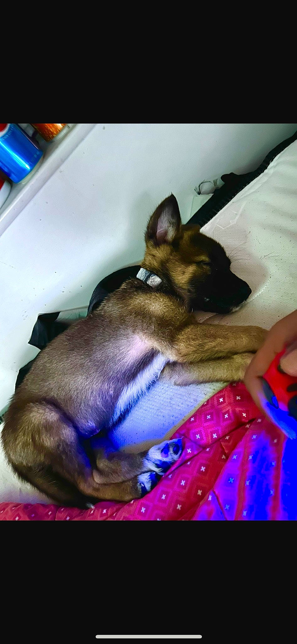 Khalúa joined the competition — help win amazing prizes! canidae, carnivore, comfort, companion_dog, dog, dog_breed, ear, electric_blue, fawn, fur, gesture, linens, magenta, paw, purple, snout, sporting_group, toy_dog, whiskers, working_animal