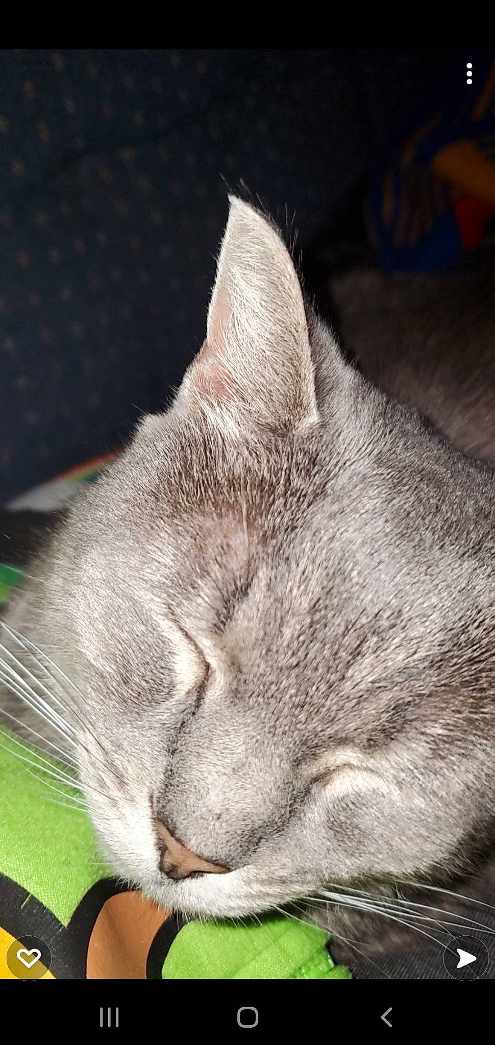 Elizabeth is registered to the contest to win money with this photo: carnivore, cat, claw, close_up, comfort, domestic_short_haired_cat, ear, felidae, fur, grey, nap, paw, photo_caption, sleep, small_to_medium_sized_cats, snout, tail, whiskers