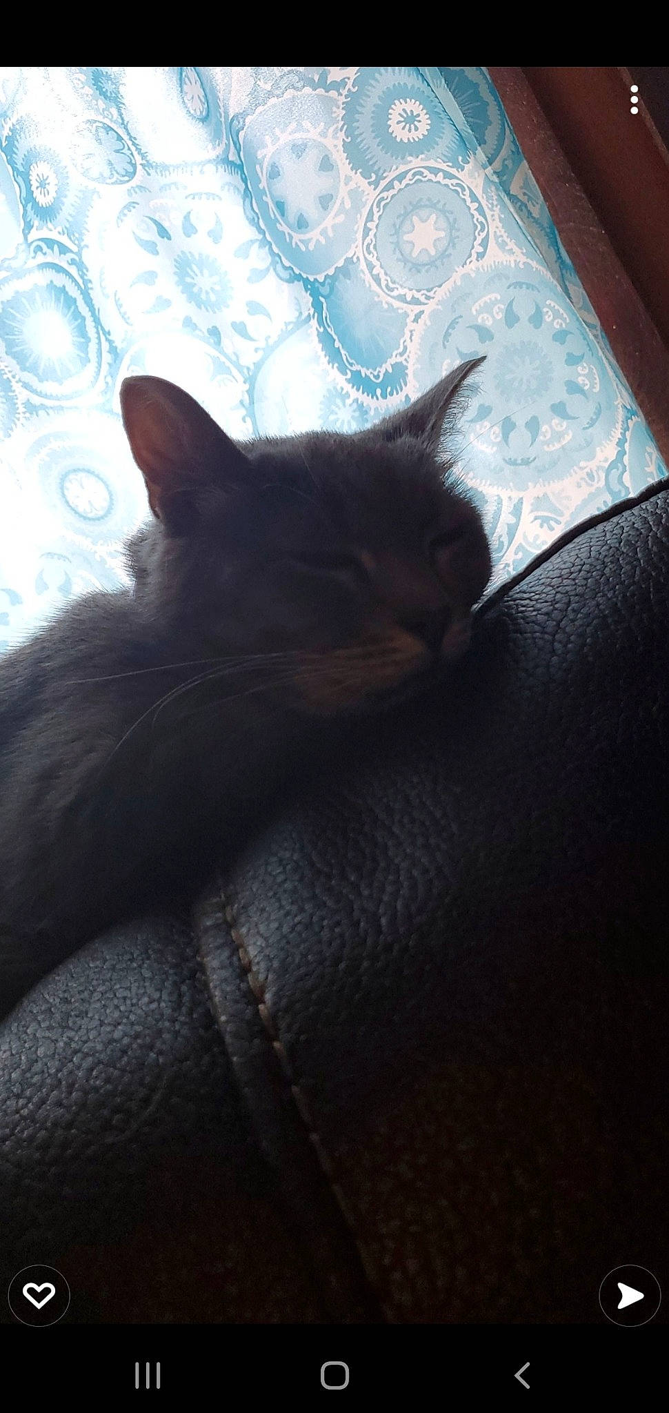 Elizabeth joined the competition — help win amazing prizes! black_cat, carnivore, cat, cloud, comfort, darkness, domestic_short_haired_cat, electric_blue, felidae, fur, grey, room, sky, small_to_medium_sized_cats, snout, tail, tints_and_shades, tree, whiskers, wood