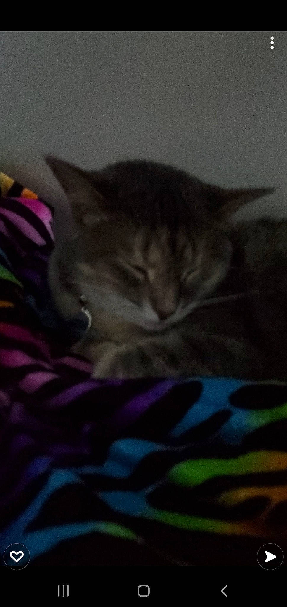 Lizzie joined the competition — help win amazing prizes! bed, carnivore, cat, cat_bed, claw, comfort, domestic_short_haired_cat, felidae, fur, grey, linens, magenta, nap, paw, purple, sleep, small_to_medium_sized_cats, snout, tail, whiskers