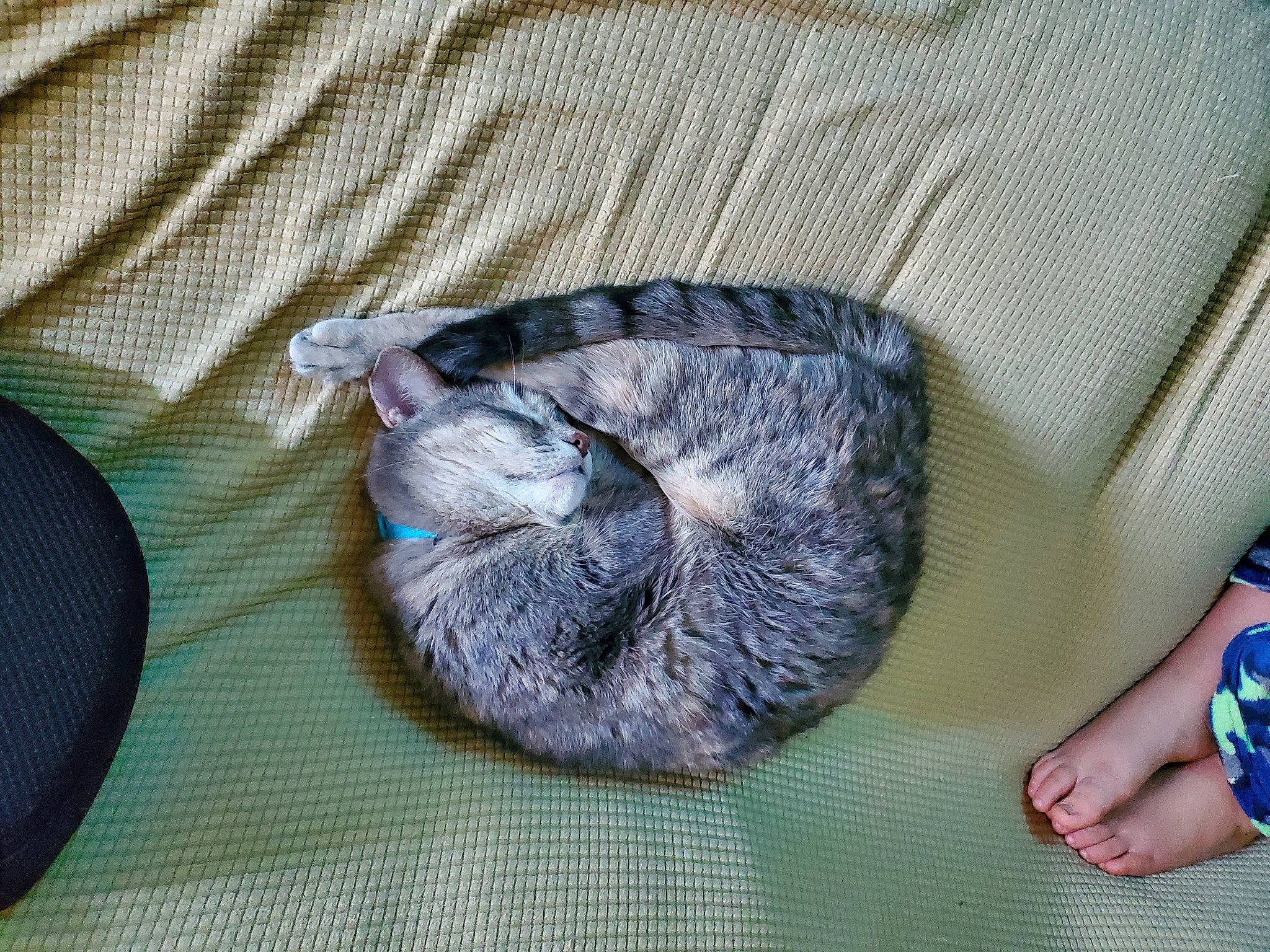 Lizzie is registered to the contest to win money with this photo: cat, claw, comfort, domestic_short_haired_cat, electric_blue, felidae, fur, grey, linens, nap, pattern, small_to_medium_sized_cats, tail, thread, whiskers, wool, woolen, woven_fabric