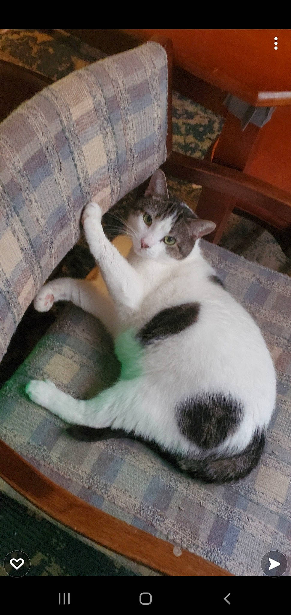 Shylo is registered to the contest to win money with this photo: carnivore, cat, comfort, couch, domestic_short_haired_cat, felidae, flooring, fur, hardwood, lap, linens, mammal, paw, plaid, small_to_medium_sized_cats, tail, tartan, vertebrate, whiskers, wood