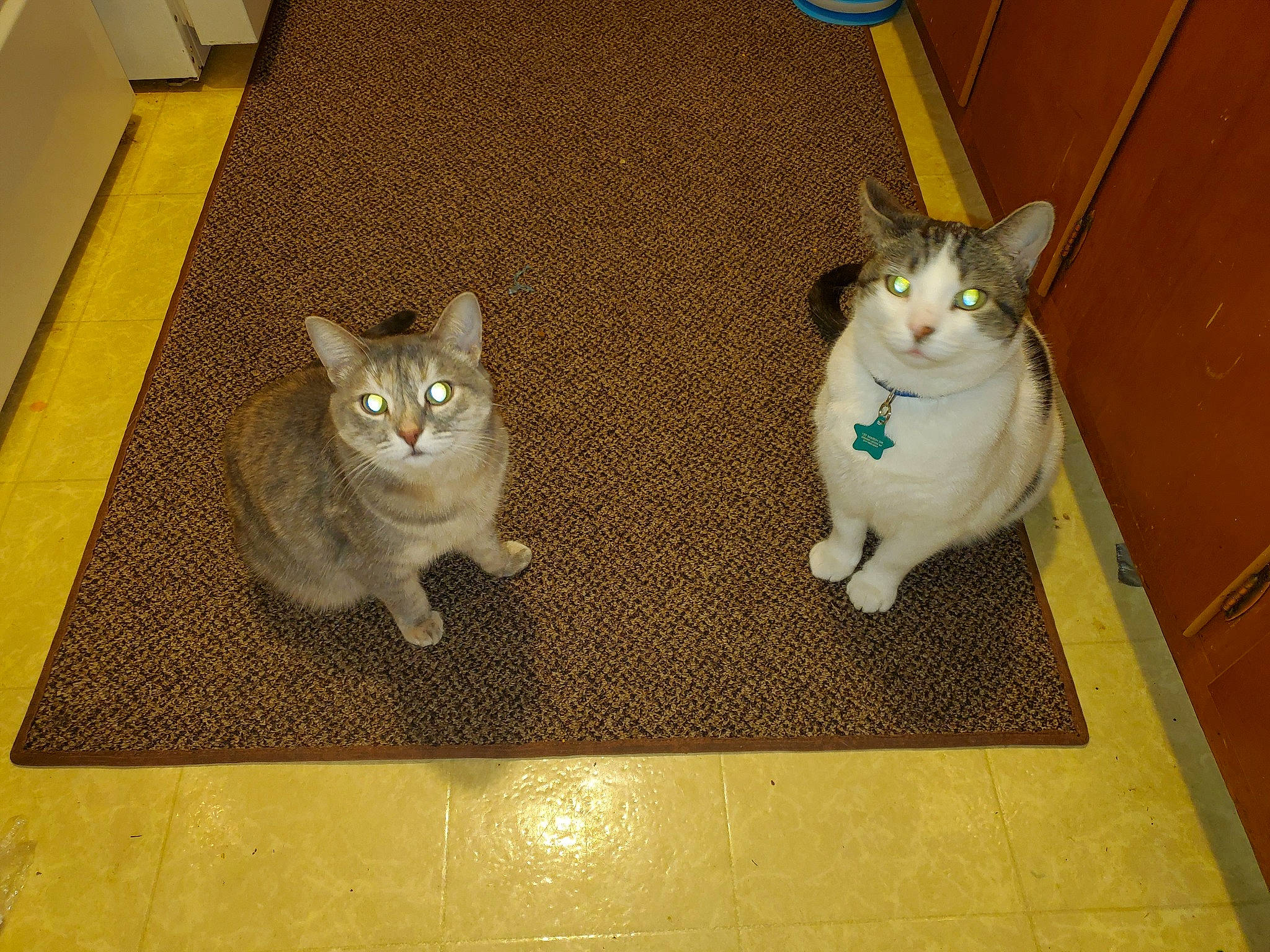 Shylo is registered to the contest to win money with this photo: box, carnivore, cat, domestic_short_haired_cat, fawn, felidae, floor, flooring, fur, grey, hardwood, paw, small_to_medium_sized_cats, snout, tail, whiskers, wood