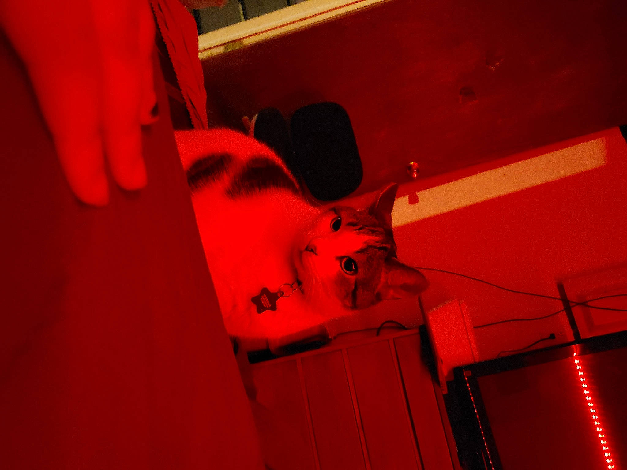 Shylo is registered to the contest to win money with this photo: art, audio_equipment, carmine, ceiling, electricity, entertainment, event, flesh, flooring, font, magenta, mammal, music, musical_instrument_accessory, orange, performing_arts, room, visual_arts, wire, wood