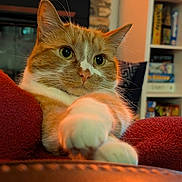 Jamie is registered to the contest to win money with this photo: board_games, brick_wall, cat, close_up, cozy, curious, feline, fireplace, home, indoor, orange_cat, paws, pet, plush, portrait, red_blanket, relaxed, shelf, whiskers, white_cat