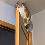 Jamie is registered to the contest to win money with this photo: animal, balancing, cat, ceiling, close_up, curious_cat, door, door_frame, door_hinge, feline, home, indoor, looking_up, orange_cat, perched, pet, smoke_detector, wall, white_cat, wooden_door
