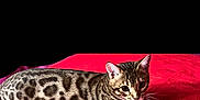 Louna participe au concours pour gagner de l'argent avec cette photo : cat, bengal_cat, animal, pet, feline, spotted_fur, whiskers, bed, red_bedspread, domestic_cat, lying_down, alert, ears, eyes, paw, indoor, mammal, cute, resting, striped