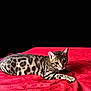 cat, bengal_cat, animal, pet, feline, spotted_fur, whiskers, bed, red_bedspread, domestic_cat, lying_down, alert, ears, eyes, paw, indoor, mammal, cute, resting, striped