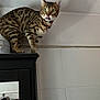 Louna participe au concours pour gagner de l'argent avec cette photo : cat, feline, spotted, perched, cabinet, mirror, person, hand, phone, indoor, wall, tile, curious, wide_eyes, licking, furniture, reflection, domestic_animal, household, portrait