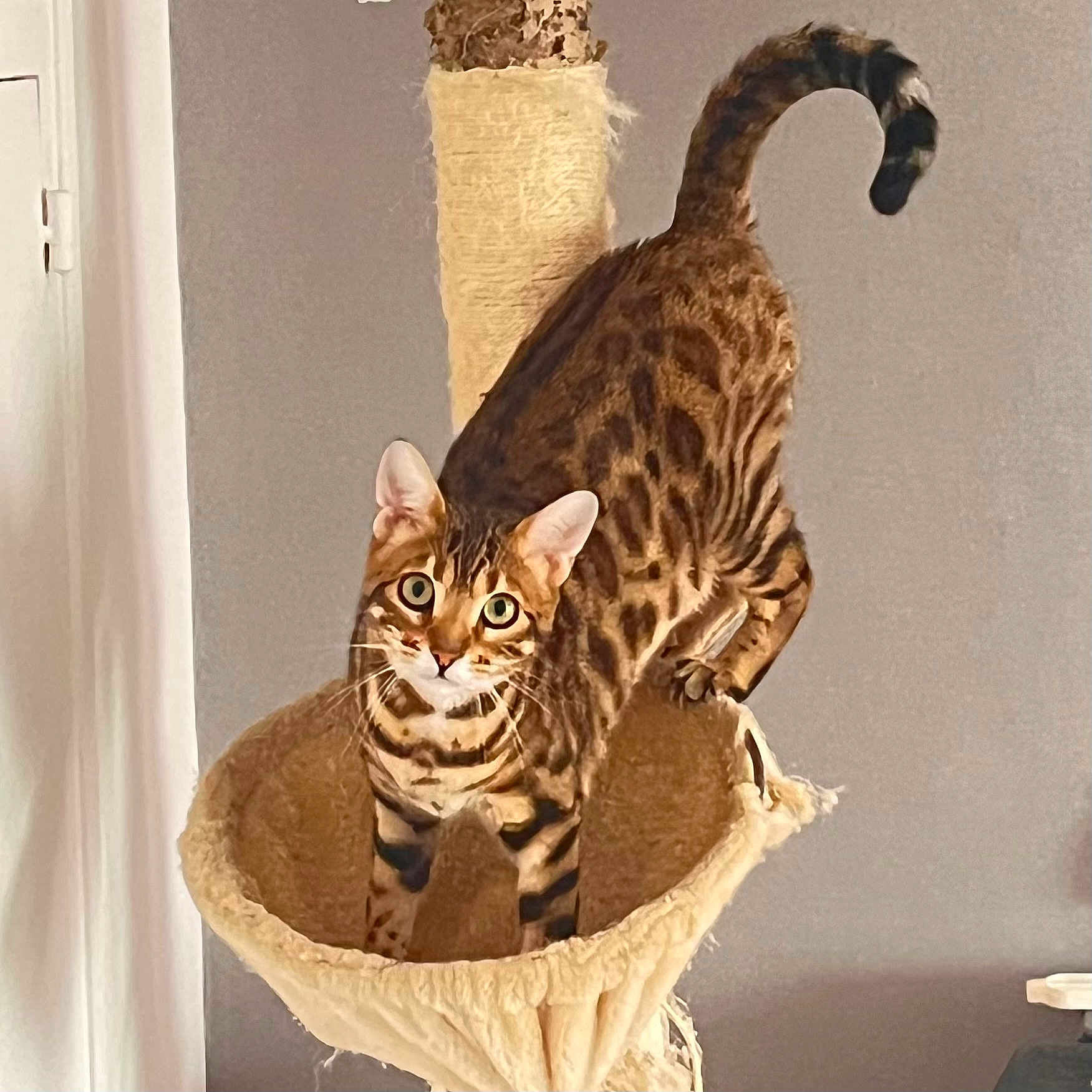 Louna participe au concours pour gagner de l'argent avec cette photo : cat, bengal_cat, cat_tree, indoor, pet, animal, curious, playful, feline, striped, brown, beige, whiskers, ears, tail, looking, standing, scratched, home, cozy