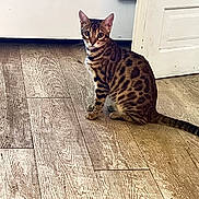 Louna a rejoint le concours — aidez-le/la à gagner de superbes lots ! bengal_cat, cat, pet, animal, indoor, wooden_floor, door, curious, sitting, feline, striped, spotted, brown, tabby, domestic_cat, flooring, house, looking, ears, tail