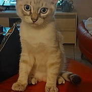 Ange participe au concours pour gagner de l'argent avec cette photo : kitten, cat, indoor, pet, furniture, television, curious, sitting, animal, young, ears, whiskers, tail, home, domestic, cute, portrait, looking, eyes, orange_surface