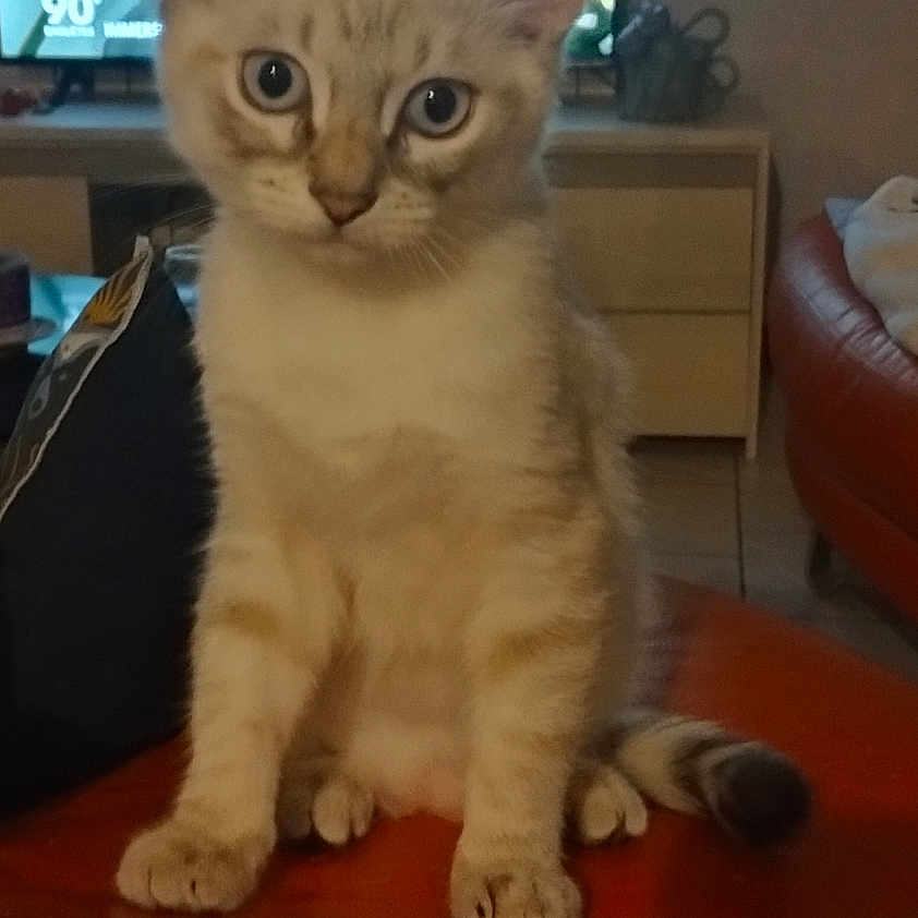 Ange participe au concours pour gagner de l'argent avec cette photo : animal, cat, curious, cute, domestic, ears, eyes, furniture, home, indoor, kitten, looking, orange_surface, pet, portrait, sitting, tail, television, whiskers, young