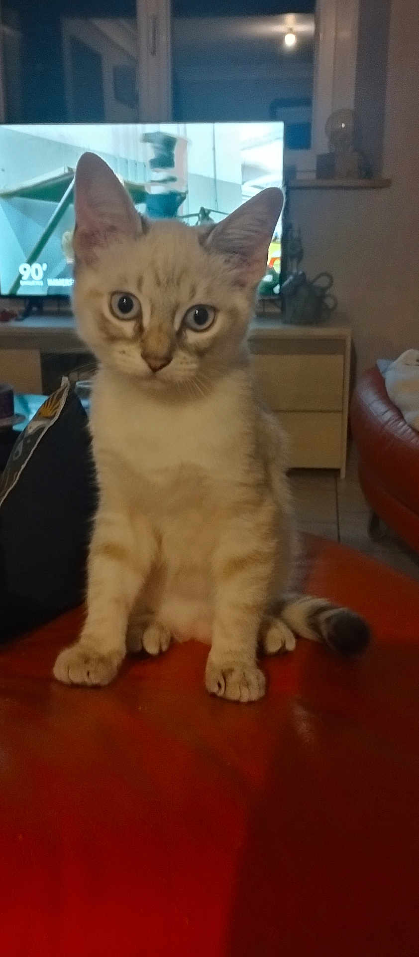 Ange participe au concours pour gagner de l'argent avec cette photo : kitten, cat, indoor, pet, furniture, television, curious, sitting, animal, young, ears, whiskers, tail, home, domestic, cute, portrait, looking, eyes, orange_surface