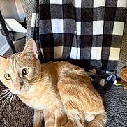 Elmer joined the competition — help win amazing prizes! cat, orange_cat, tabby, pet, indoor, blanket, checkered_pattern, furniture, cozy, relaxing, whiskers, curious, feline, soft_texture, home, animal, fur, alert, laying_down, domestic_cat