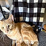 cat, orange_cat, tabby, pet, indoor, blanket, checkered_pattern, furniture, cozy, relaxing, whiskers, curious, feline, soft_texture, home, animal, fur, alert, laying_down, domestic_cat