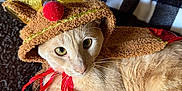 Elmer joined the competition — help win amazing prizes! cat, orange_cat, reindeer_hat, costume, red_ribbon, antlers, pom_pom, blanket, checkered_blanket, cozy, indoor, pet, fur, whiskers, cute, festive, holiday, relaxed, animal, close_up