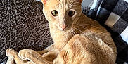 Elmer joined the competition — help win amazing prizes! blanket, cat, checkered_blanket, closeup, cozy, curled_up, ears, feline, fur, ginger_cat, gray_blanket, home, indoor, looking_at_camera, pet, relaxed, resting, tail, texture, whiskers