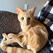 Elmer is registered to the contest to win money with this photo: blanket, cat, checkered_blanket, closeup, cozy, curled_up, ears, feline, fur, ginger_cat, gray_blanket, home, indoor, looking_at_camera, pet, relaxed, resting, tail, texture, whiskers