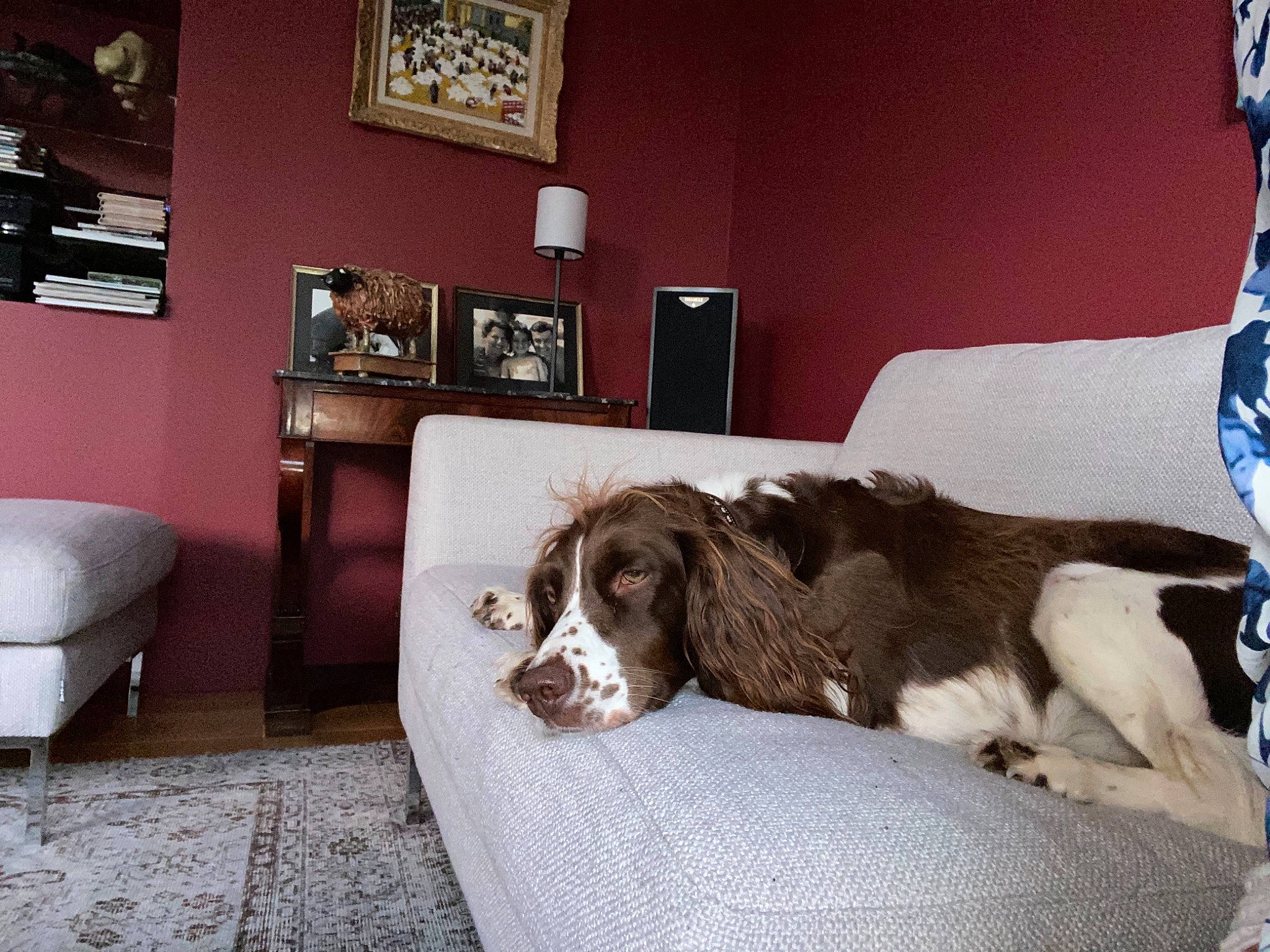 Noa a rejoint le concours — aidez-le/la à gagner de superbes lots ! carnivore, comfort, companion_dog, couch, dog, dog_breed, flooring, fur, hardwood, house, linens, liver, living_room, picture_frame, room, spaniel, sporting_group, studio_couch, wood, working_animal