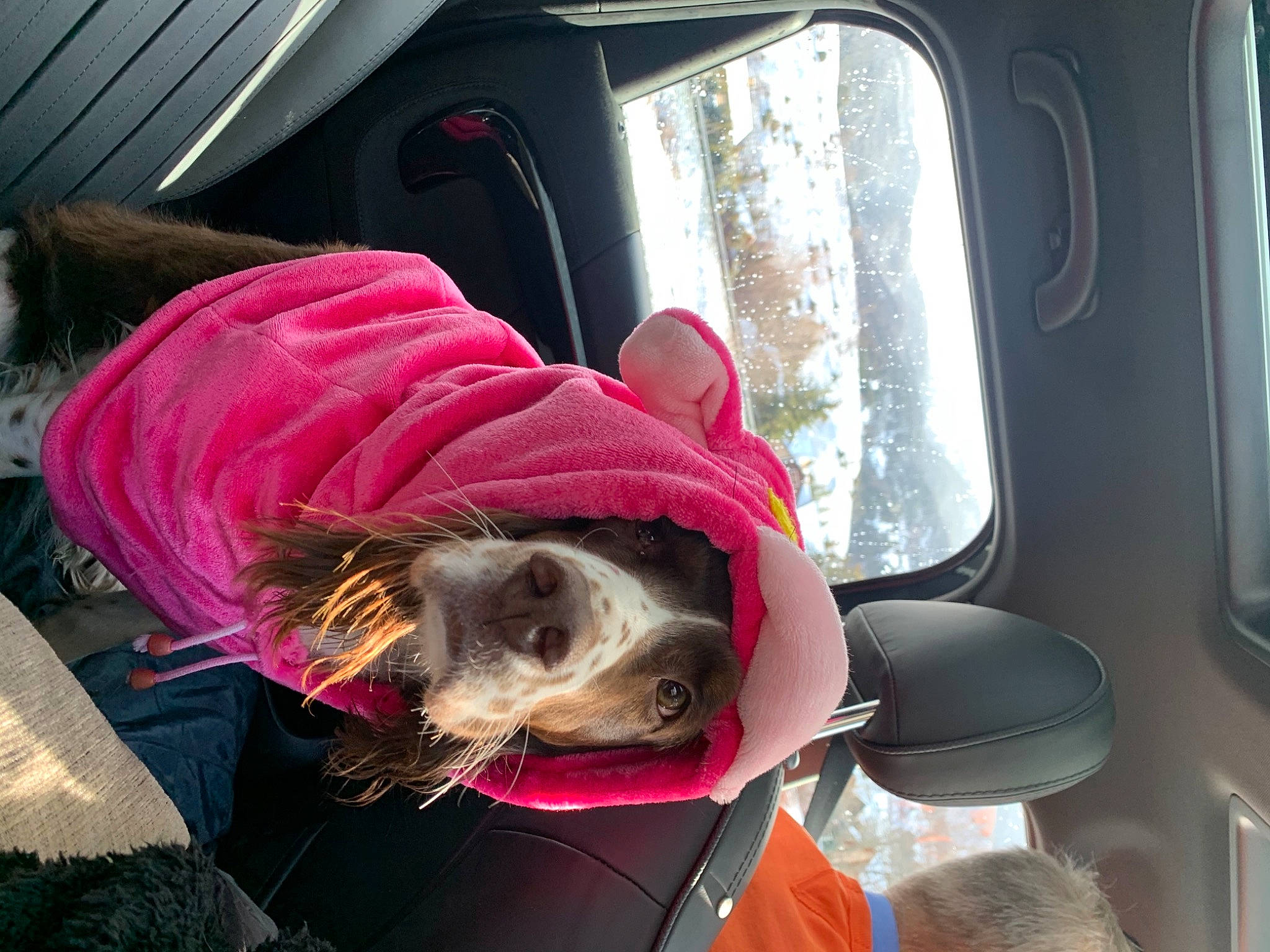 Noa participe au concours pour gagner de l'argent avec cette photo : automotive_exterior, automotive_lighting, automotive_mirror, car, car_seat, car_seat_cover, carnivore, collar, companion_dog, dog, dog_breed, dog_clothes, eyewear, fawn, motor_vehicle, seat_belt, snout, vehicle, vehicle_door, window