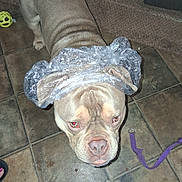 Nipsey is registered to the contest to win money with this photo: dog, bubble_wrap, indoor, floor, tile, leash, toy, brown_dog, pet, animal, curious, looking_up, close_up, playful, wrinkled_skin, ears, snout, domestic, companion, leisure