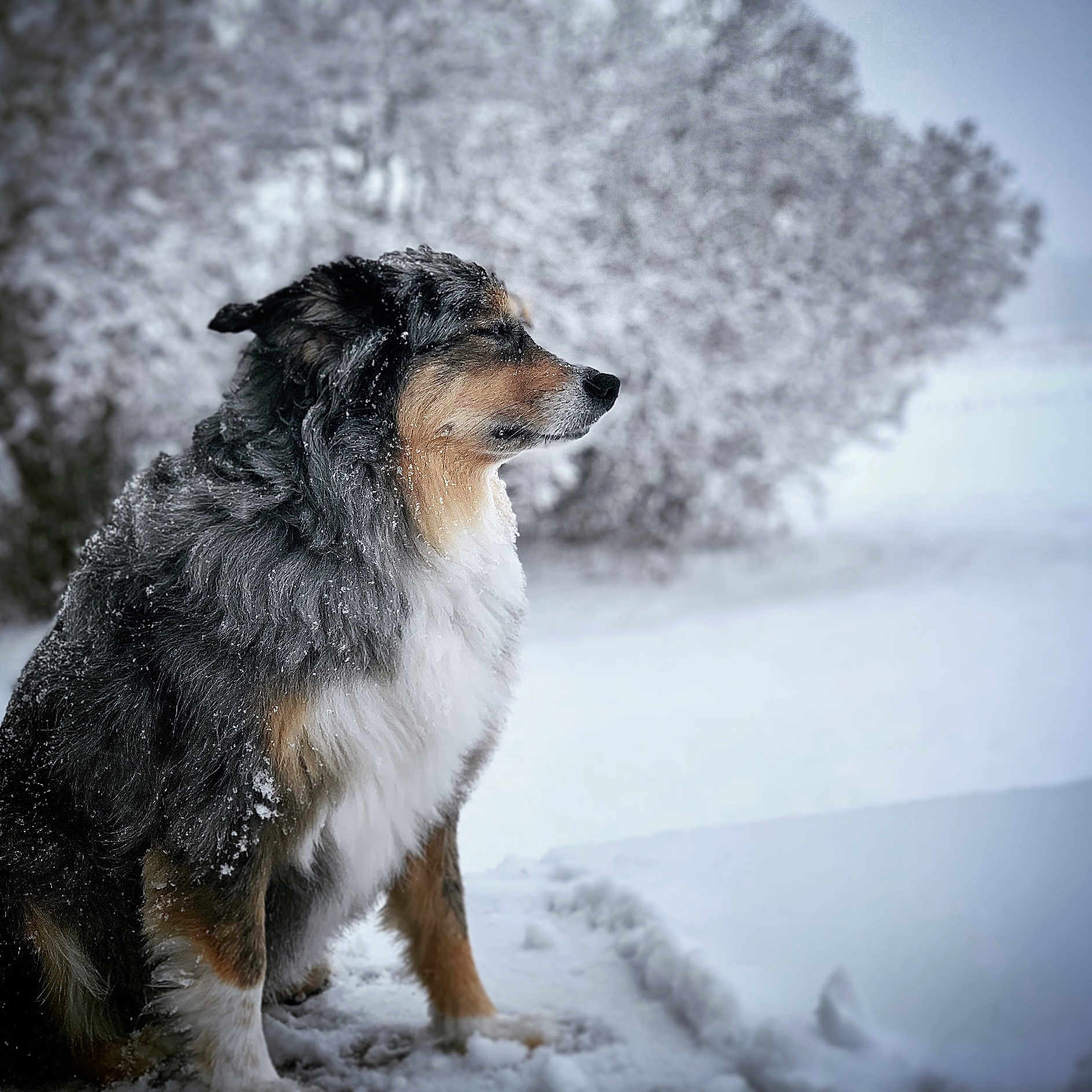 Klover is registered to the contest to win money with this photo: animal, blizzard, canine, collie, dog, fox, frost, germanshepherd, hound, ice, nature, outdoors, pet, puppy, snout, snow, storm, terrier, weather, winter