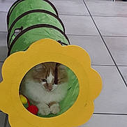 Canelle Ruiz a rejoint le concours — aidez-le/la à gagner de superbes lots ! cat, orange_cat, white_cat, pet, kitten, toy_tunnel, flower_shape, green_tunnel, yellow_flower, indoor, floor_tiles, playful, curious, animal, feline, paws, cute, household, domestic_animal, pet_toy