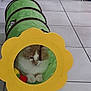 animal, cat, curious, cute, domestic_animal, feline, floor_tiles, flower_shape, green_tunnel, household, indoor, kitten, orange_cat, paws, pet, pet_toy, playful, toy_tunnel, white_cat, yellow_flower