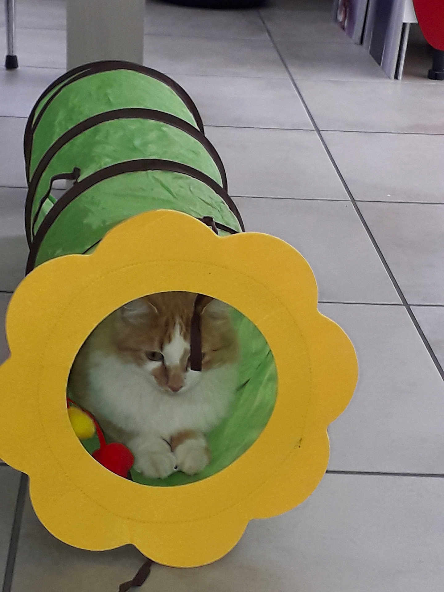 Canelle Ruiz a rejoint le concours — aidez-le/la à gagner de superbes lots ! cat, orange_cat, white_cat, pet, kitten, toy_tunnel, flower_shape, green_tunnel, yellow_flower, indoor, floor_tiles, playful, curious, animal, feline, paws, cute, household, domestic_animal, pet_toy