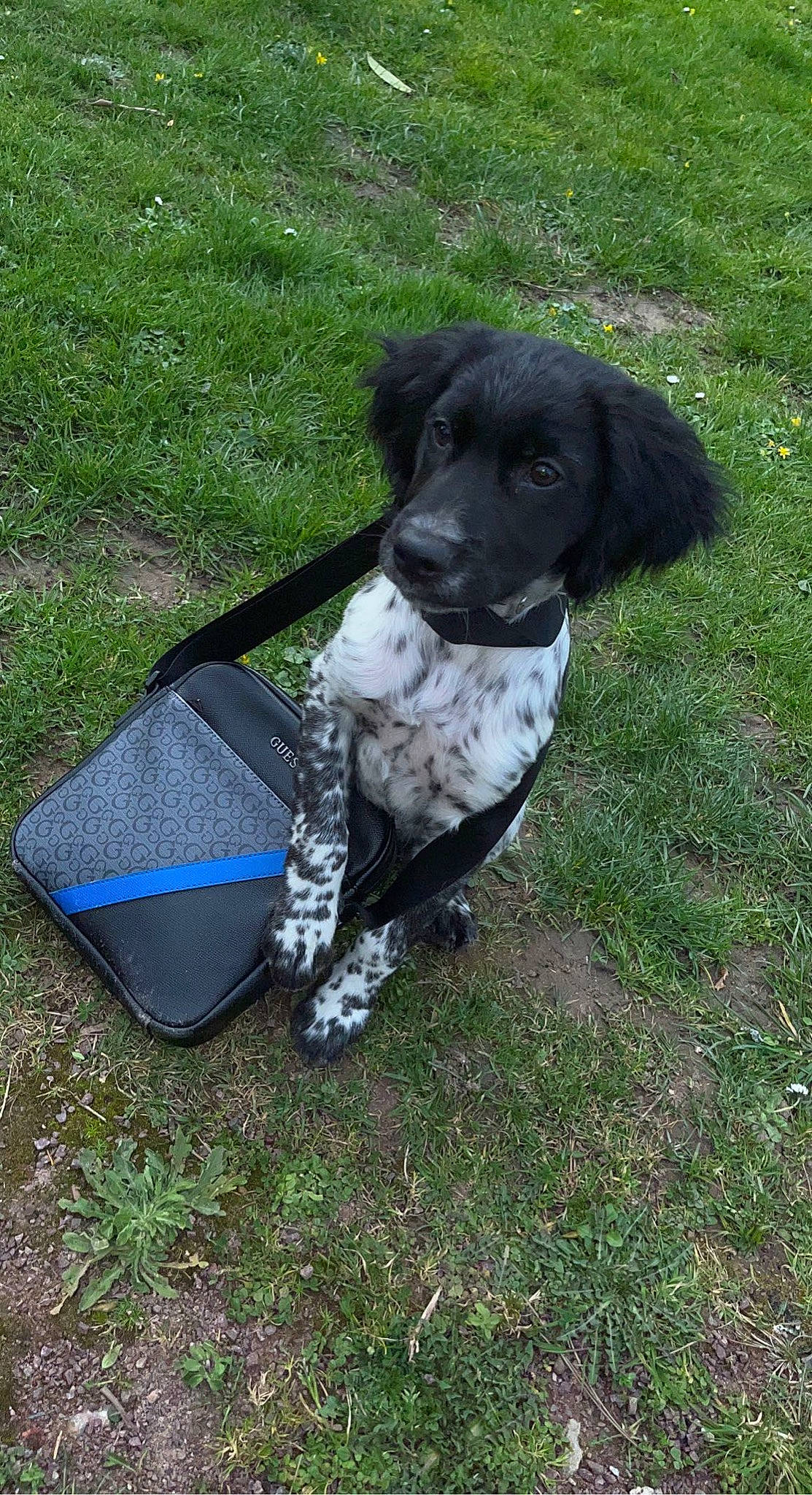 Sacco participe au concours pour gagner de l'argent avec cette photo : braque_dauvergne, canidae, carnivore, collar, companion_dog, dog, dog_breed, dog_collar, dog_supply, electric_blue, fur, grass, gun_dog, hunting_dog, non_sporting_group, spaniel, sporting_group, tail, working_animal, working_dog