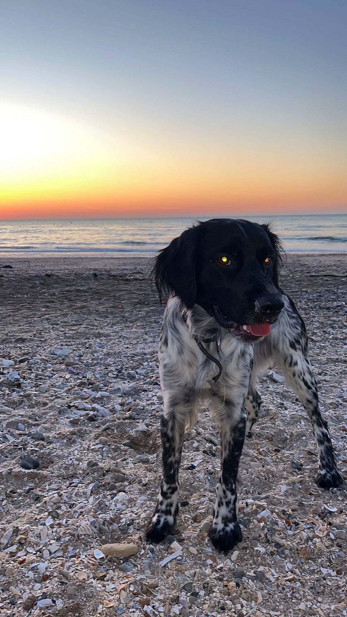 Sacco participe au concours pour gagner de l'argent avec cette photo : ball, beach, canidae, carnivore, coast, dog, dog_breed, evening, gun_dog, horizon, landscape, ocean, retriever, sky, sporting_group, sunrise, sunset, water, wind_wave, working_animal
