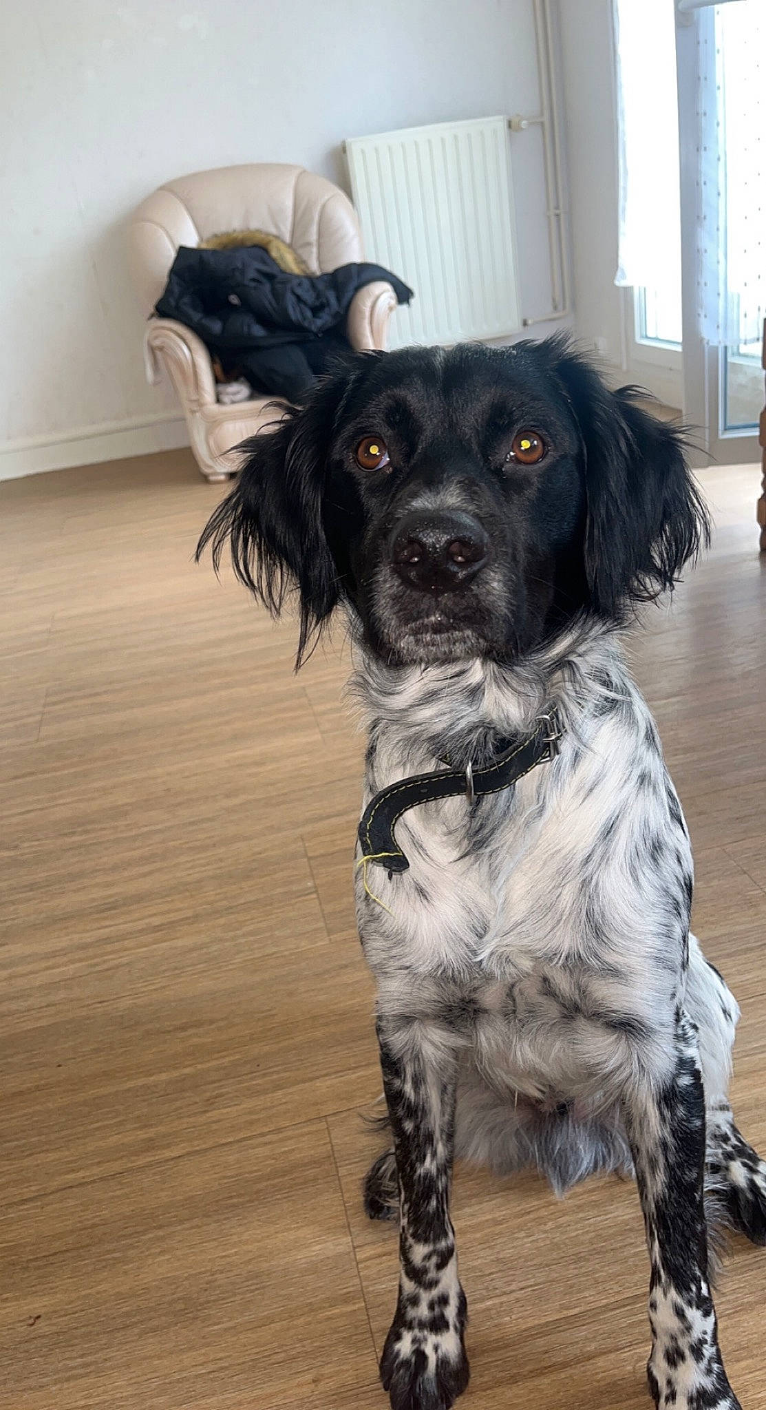 Sacco participe au concours pour gagner de l'argent avec cette photo : canidae, carnivore, collar, companion_dog, dog, dog_breed, dog_collar, flooring, fur, hardwood, hat, liver, snout, spaniel, sporting_group, toy_dog, whiskers, window, wood, working_animal