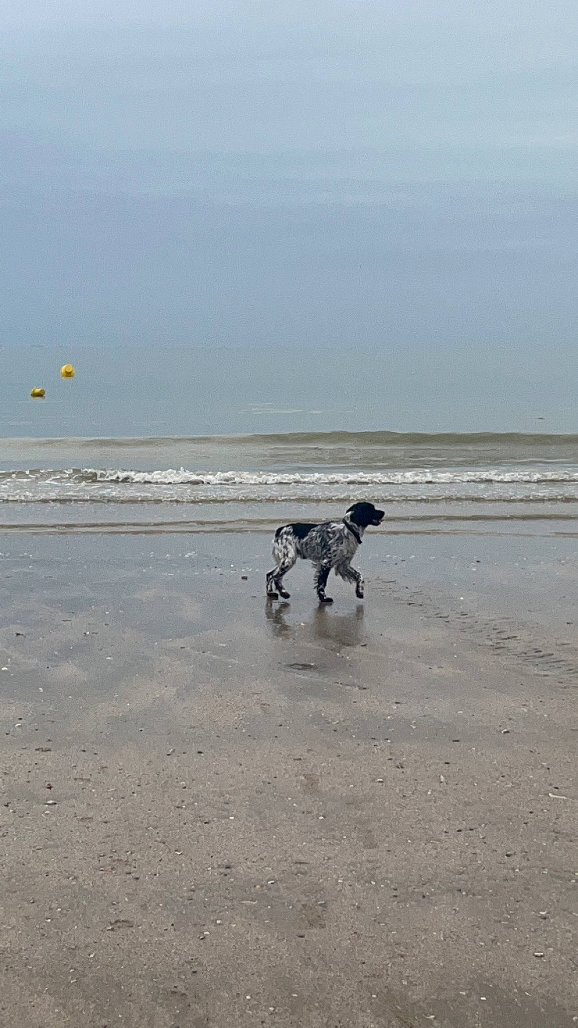 Sacco a rejoint le concours — aidez-le/la à gagner de superbes lots ! beach, canidae, carnivore, coast, companion_dog, dalmatian, dog, dog_breed, fun, horizon, ocean, sand, shore, sky, sporting_group, water, wave, wind, wind_wave, working_animal