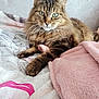 Arka participe au concours pour gagner de l'argent avec cette photo : abyssinian, animal, blanket, cat, homedecor, kitten, linen, manx, person, pet, plush, quilt, siamese, sleeping, text, towel, toy