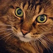 Arka a rejoint le concours — aidez-le/la à gagner de superbes lots ! animal, cat, close_up, closeup, cute, domestic_cat, expression, face, feline, fur, green_eyes, indoor, looking, mammal, pet, portrait, soft_lighting, tabby_cat, whisker, whiskers