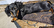 Nillie joined the competition — help win amazing prizes! black_and_tan, closeup, concrete, cute, dachshund, dog, doormat, ear, eyes, fur, nose, outdoor, paw, pet, porch, portrait, puppy, resting, shadow, sunlight