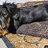 black_and_tan, closeup, concrete, cute, dachshund, dog, doormat, ear, eyes, fur, nose, outdoor, paw, pet, porch, portrait, puppy, resting, shadow, sunlight