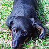 adorable, black_coat, brown_markings, canine, close_up, dog, eyes, floppy_ear, grass, ground, lying_down, nature, nose, outdoor, pet, portrait, puppy, resting, sunlight, young_dog