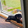 backyard, black_and_tan, collar, dachshund, dog, dog_tag, door_frame, grass, hardwood_floor, indoor, looking_at_camera, pet, planter, puppy, reflection, resting, sliding_door, sunlight, tiny_paws, windowsill