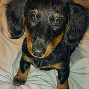 Nillie is registered to the contest to win money with this photo: dog, puppy, dachshund, pet, close_up, black_and_tan, eyes, ears, nose, paws, fur, blanket, bed, indoors, portrait, looking_up, cute, whiskers, flash, young