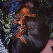 Nillie is registered to the contest to win money with this photo: bed, black_and_tan, blanket, closeup, cozy, curled_up, dachshund, dog, fur, indoor, muzzle, nap, paw, paws, pet, puppy, relaxation, sleeping, texture, whiskers